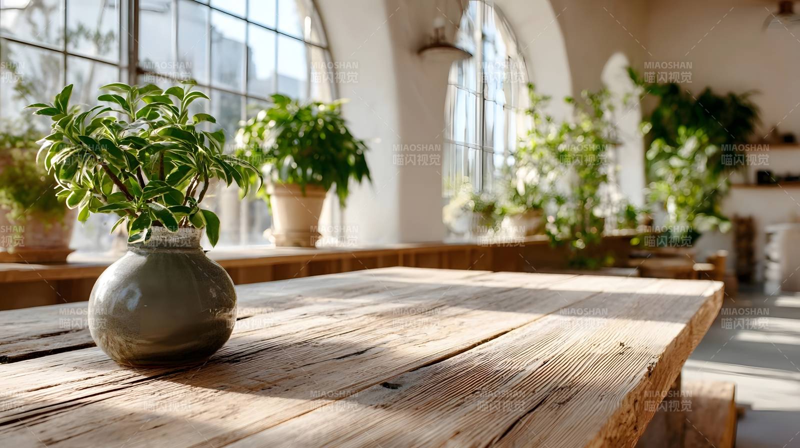 阳光下的绿植静谧图片