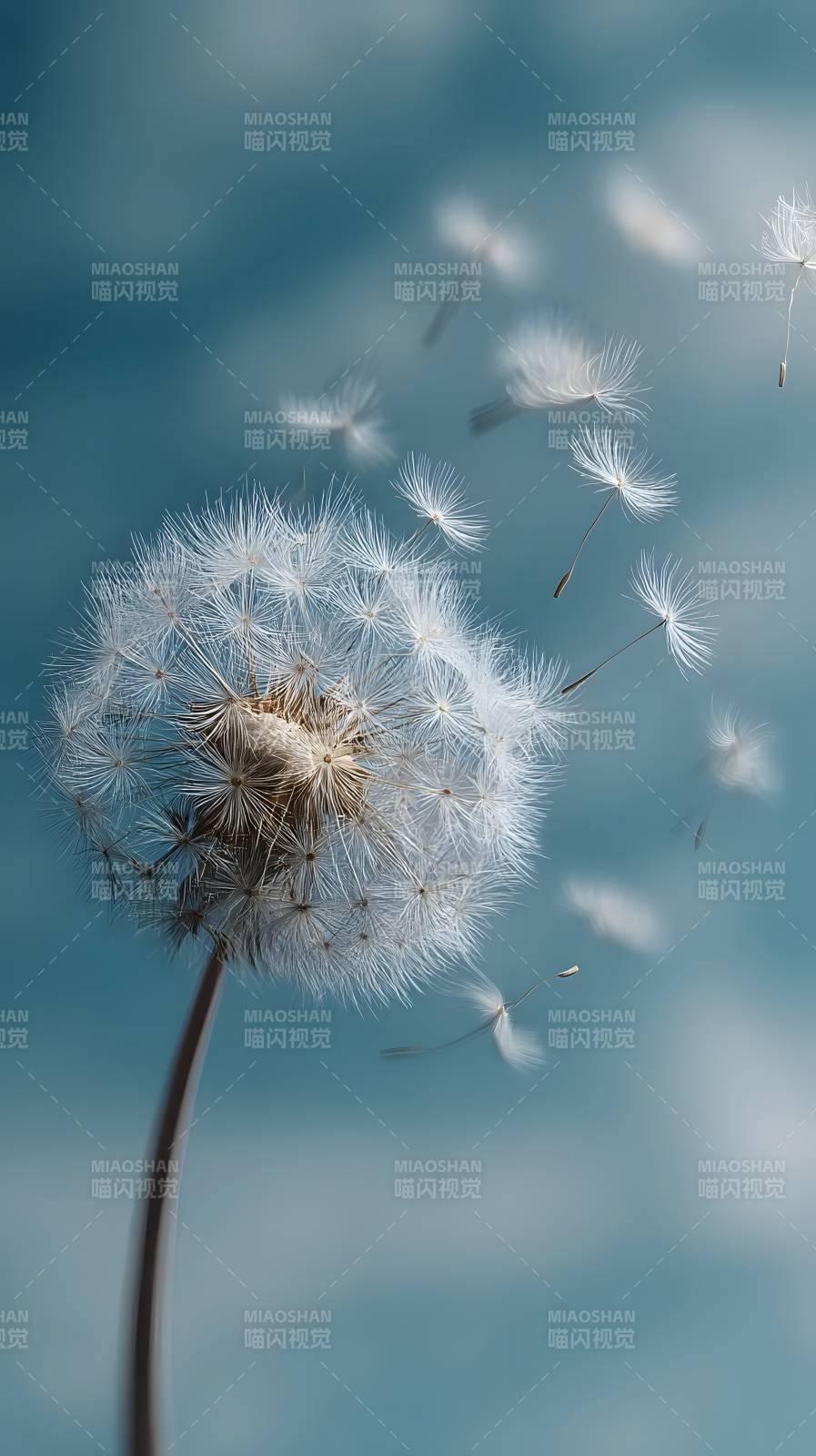 蒲公英随风飘散图片