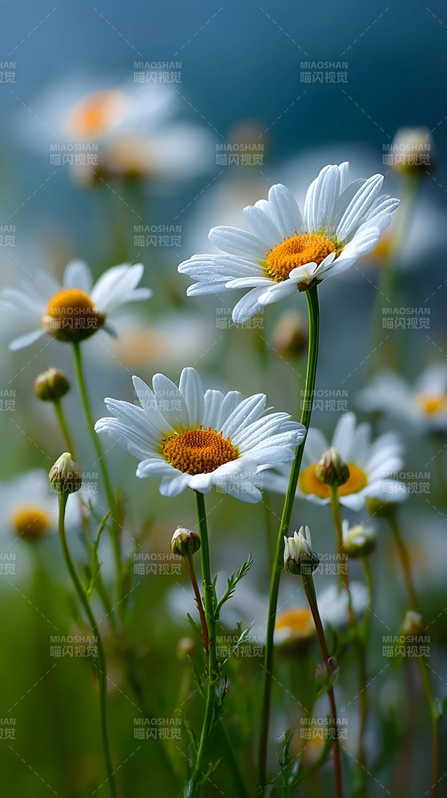 雏菊绽放 清新自然图片