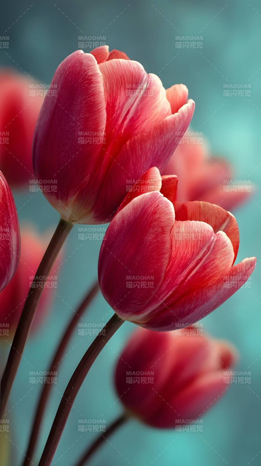 粉红郁金香绽放图片