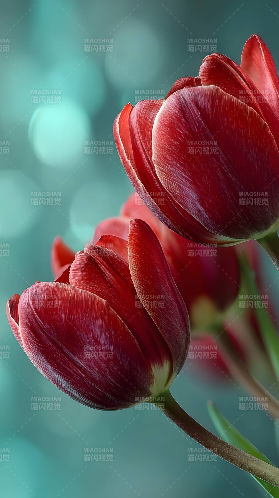 红郁金香绽放图片