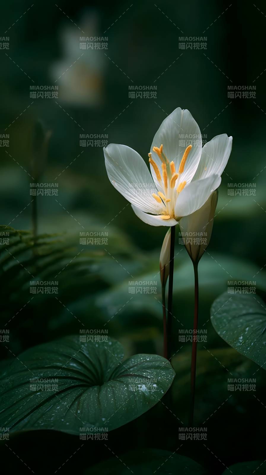 白花绽放绿叶间图片