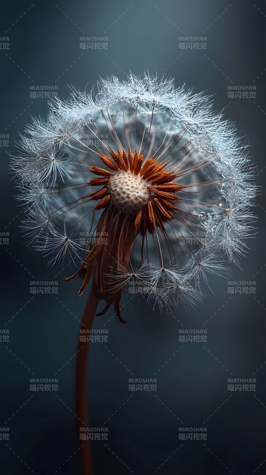 蒲公英的轻盈瞬间图片