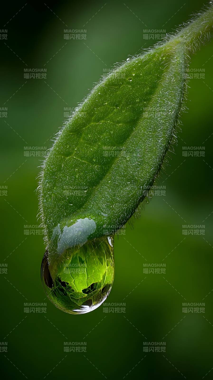 叶尖水滴映绿意图片