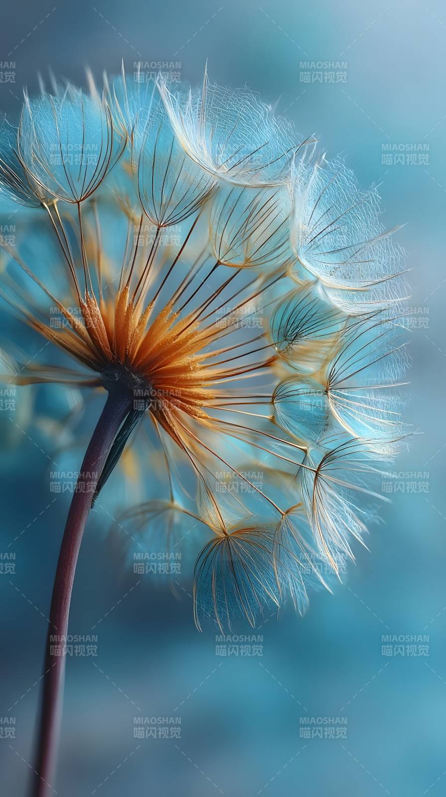 蒲公英的轻盈梦境图片