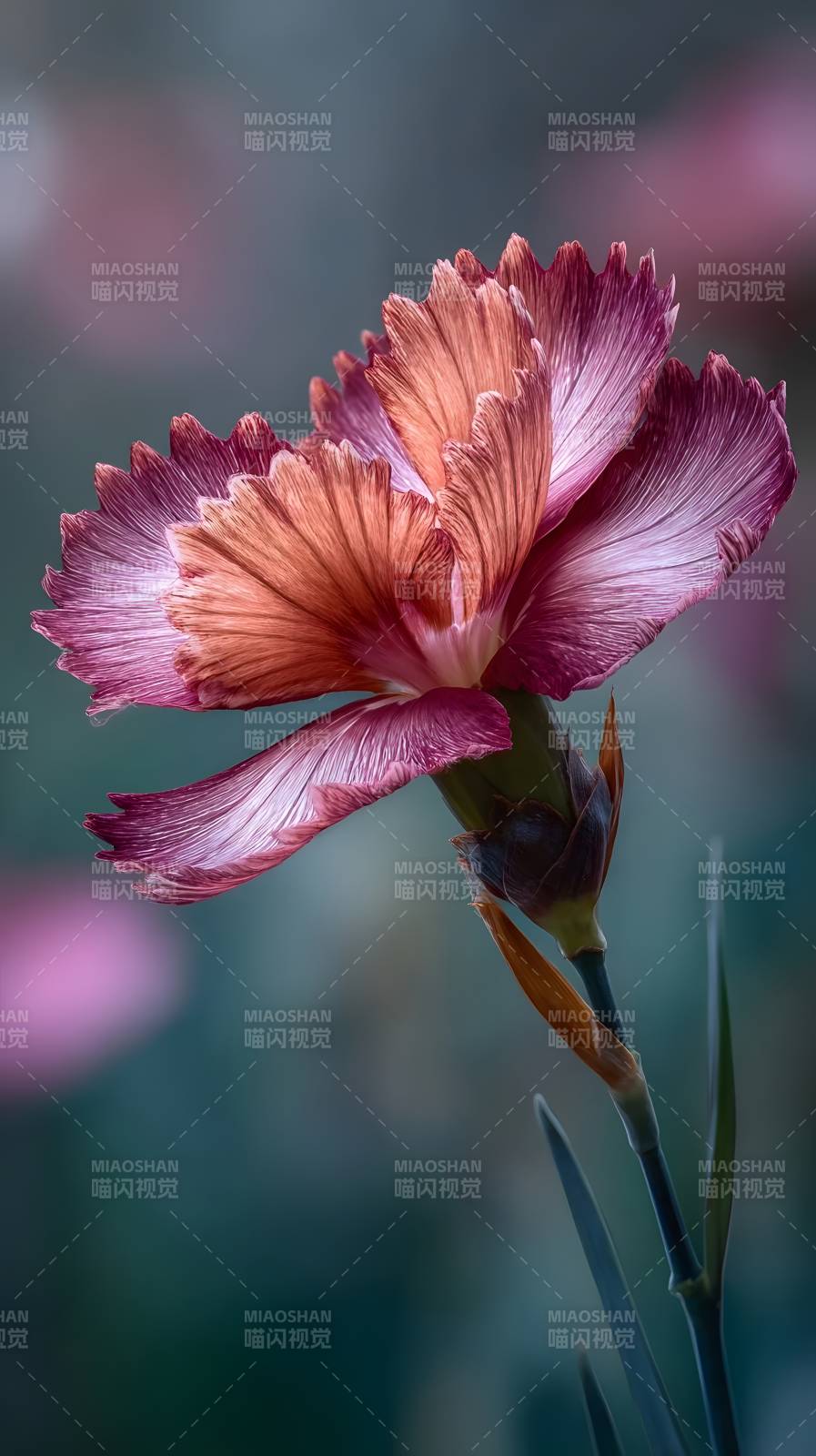 粉红鸢尾绽放图片