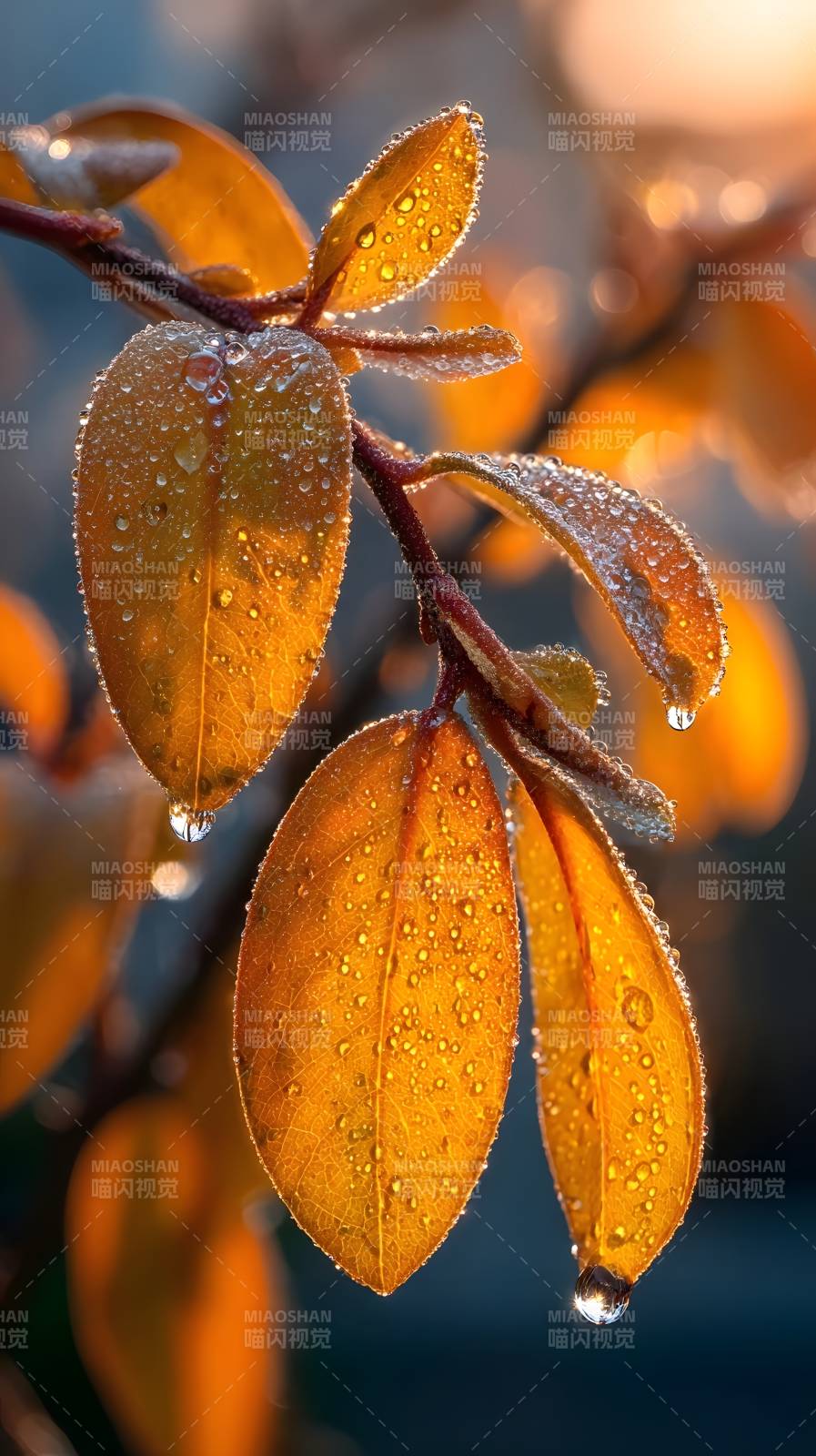 晨露金叶图片