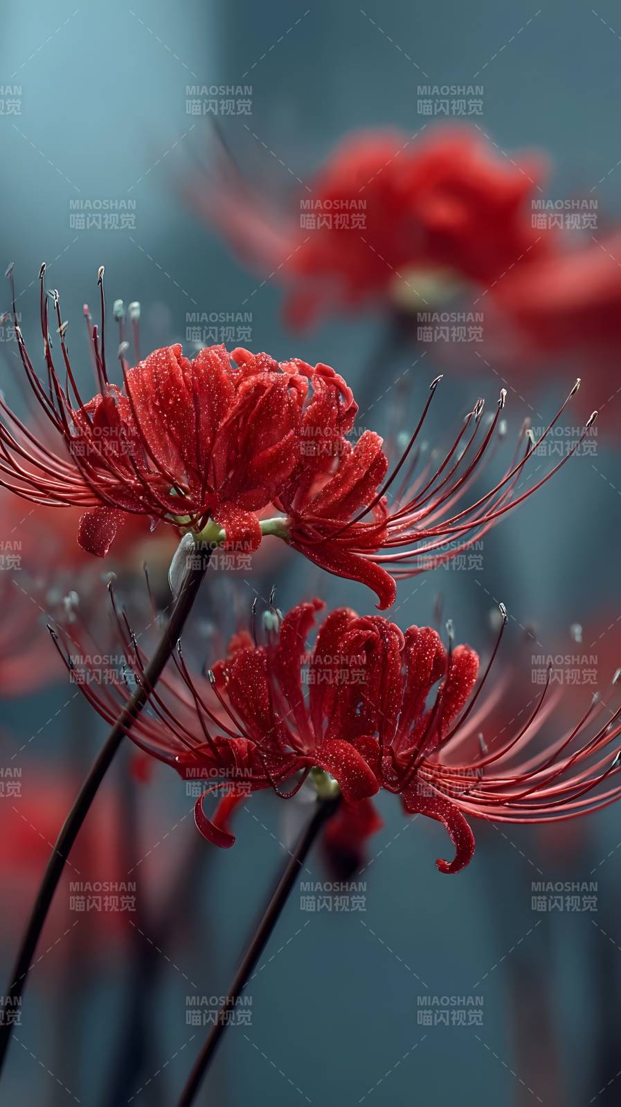 彼岸花绽放图片