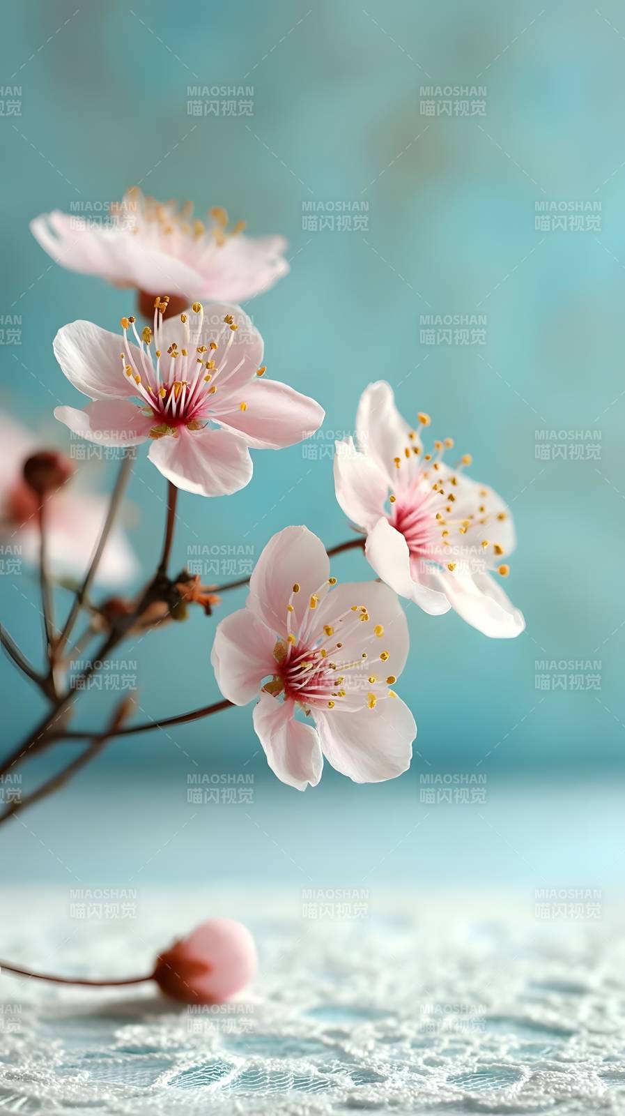 樱花绽放春意浓图片