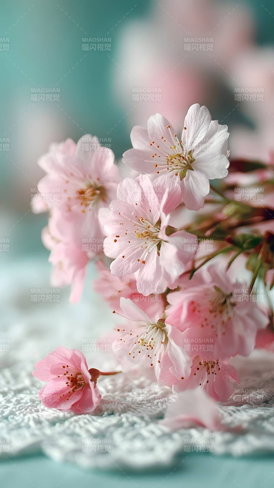 樱花绽放 春意盎然图片