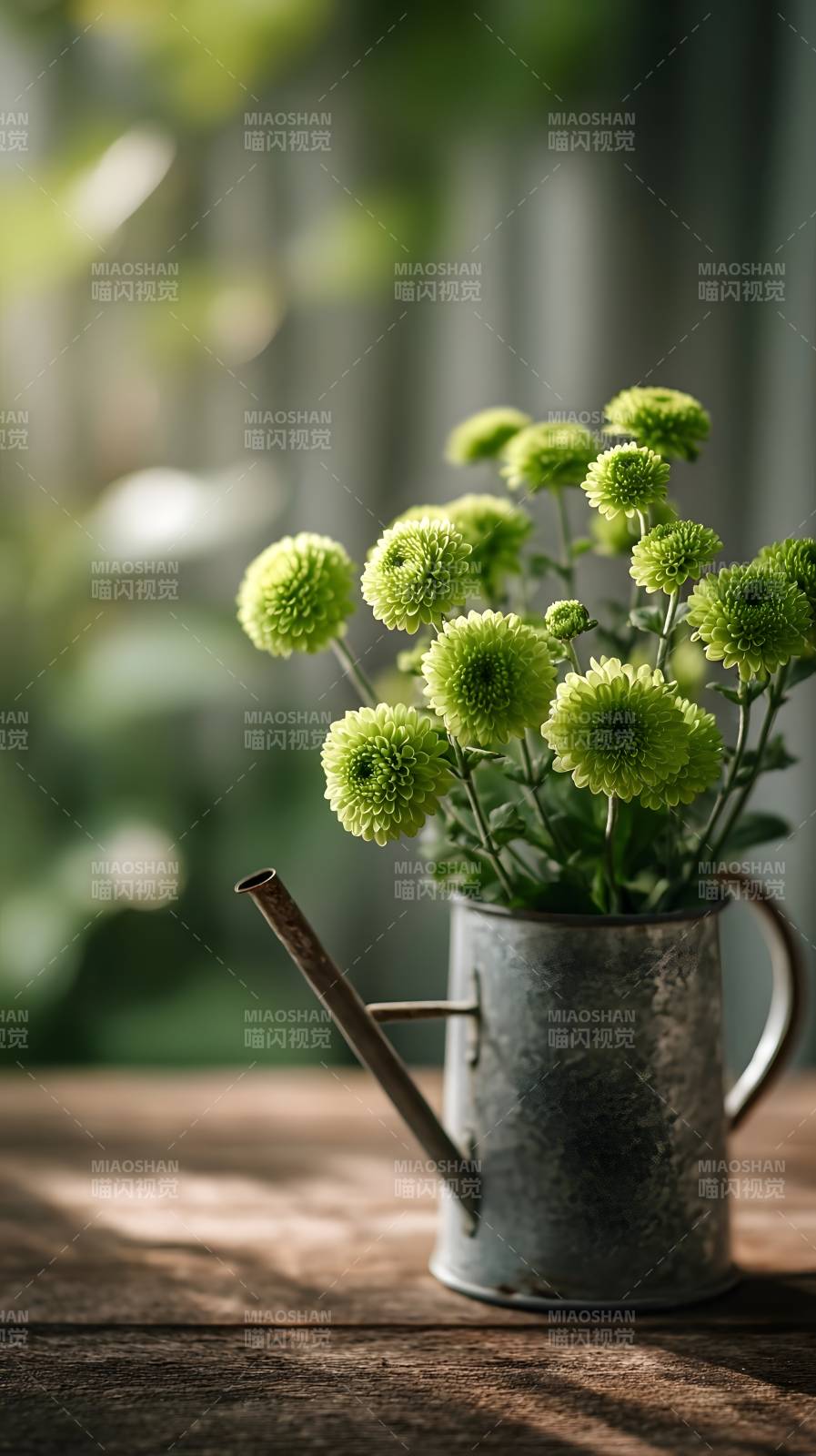 绿菊静置铁壶中图片