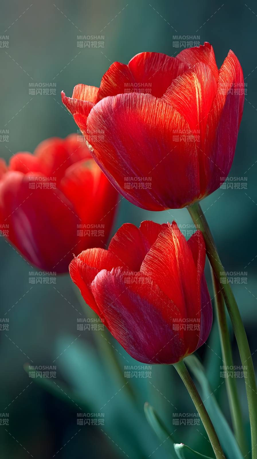 红郁金香绽放图片