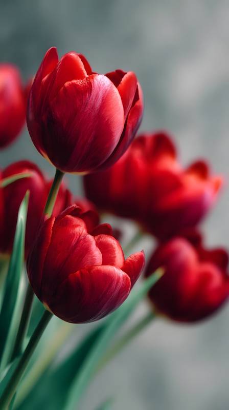 红郁金香绽放图片