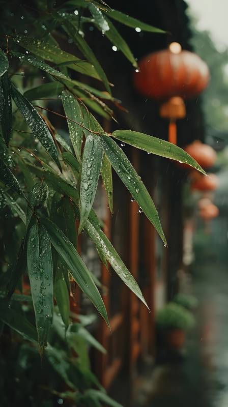 雨竹灯影图片