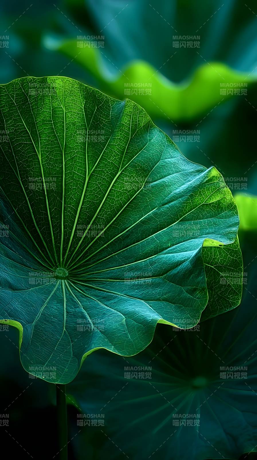 荷叶静谧绿意图片