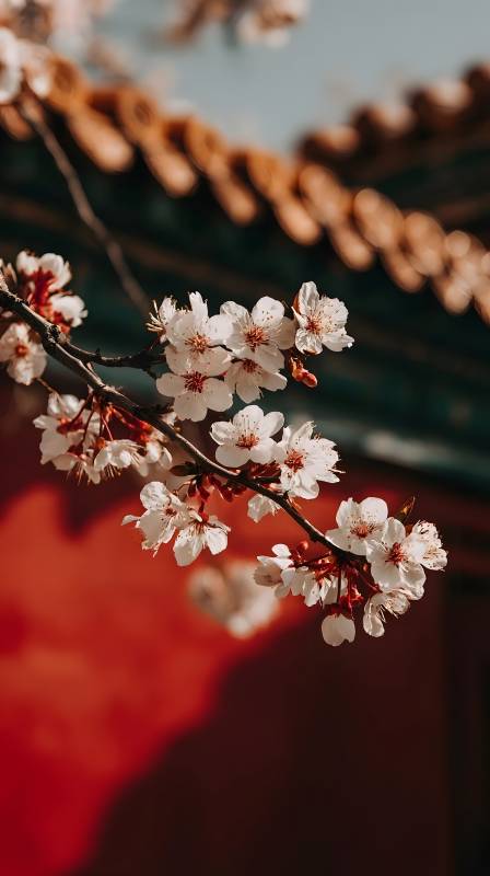 樱花绽放 春意盎然图片