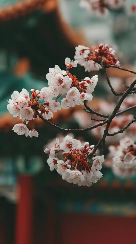 樱花绽放枝头图片