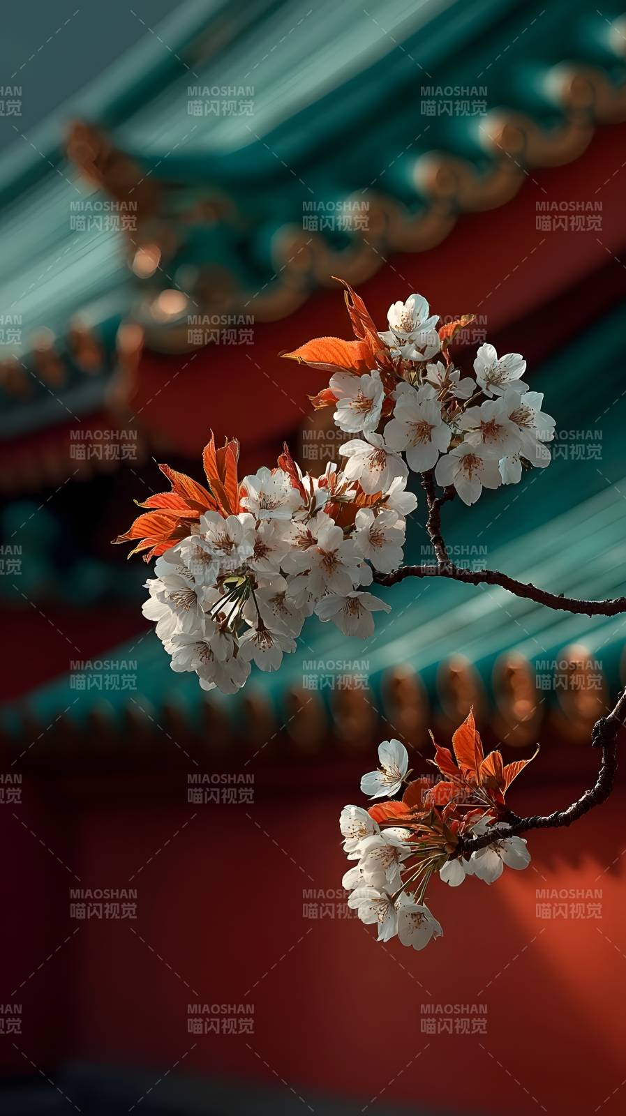 樱花映古檐图片