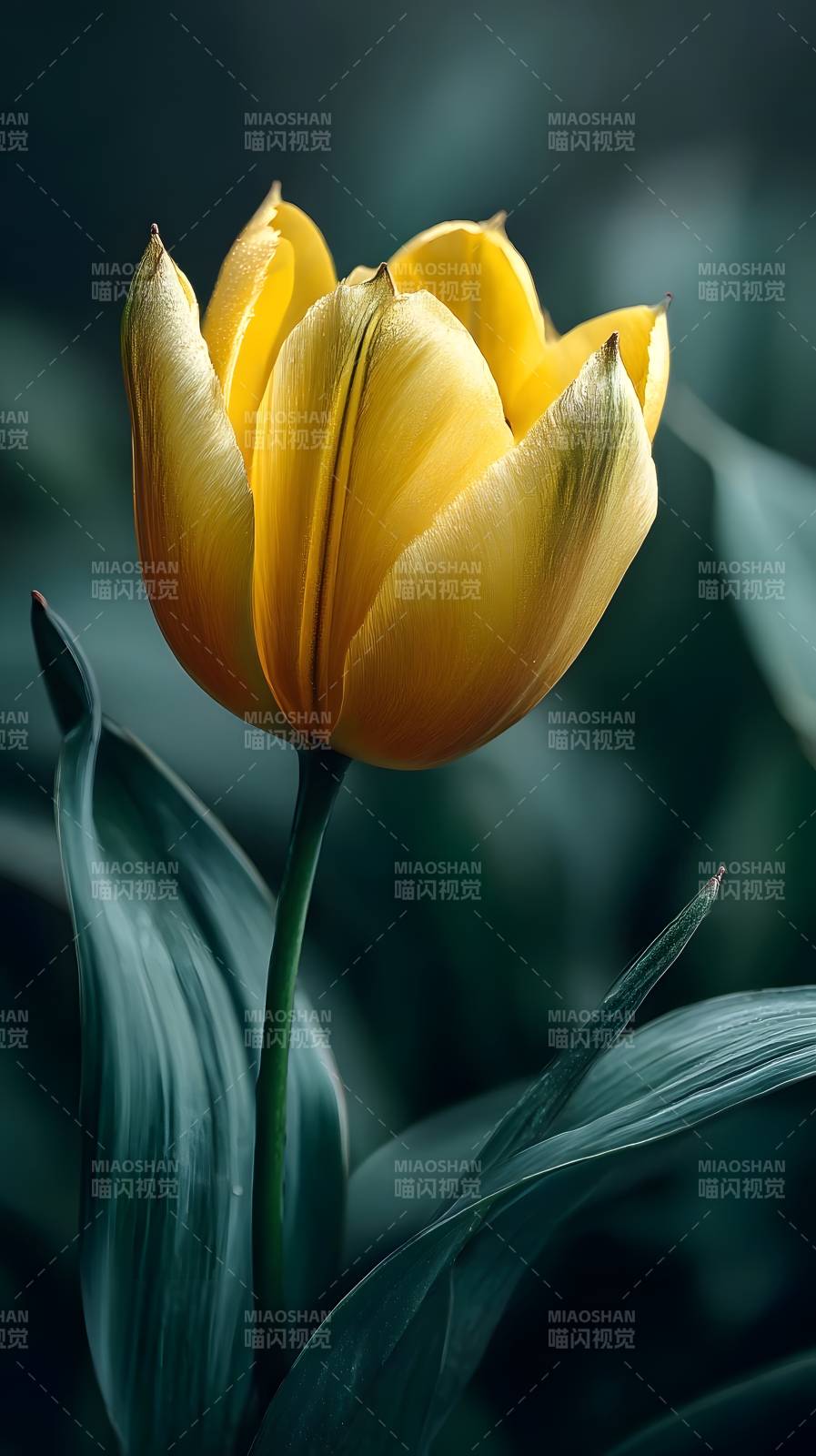 金郁金香绽放图片