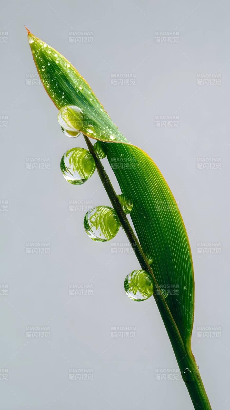 露珠轻挂绿叶尖图片