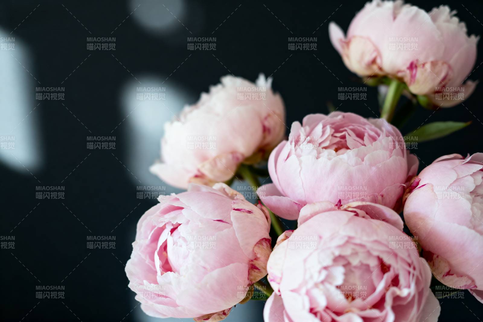 粉嫩牡丹绽放图片