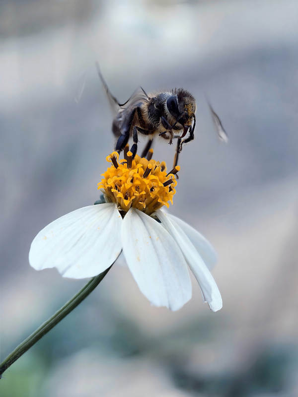 蜜蜂采花蜜图片