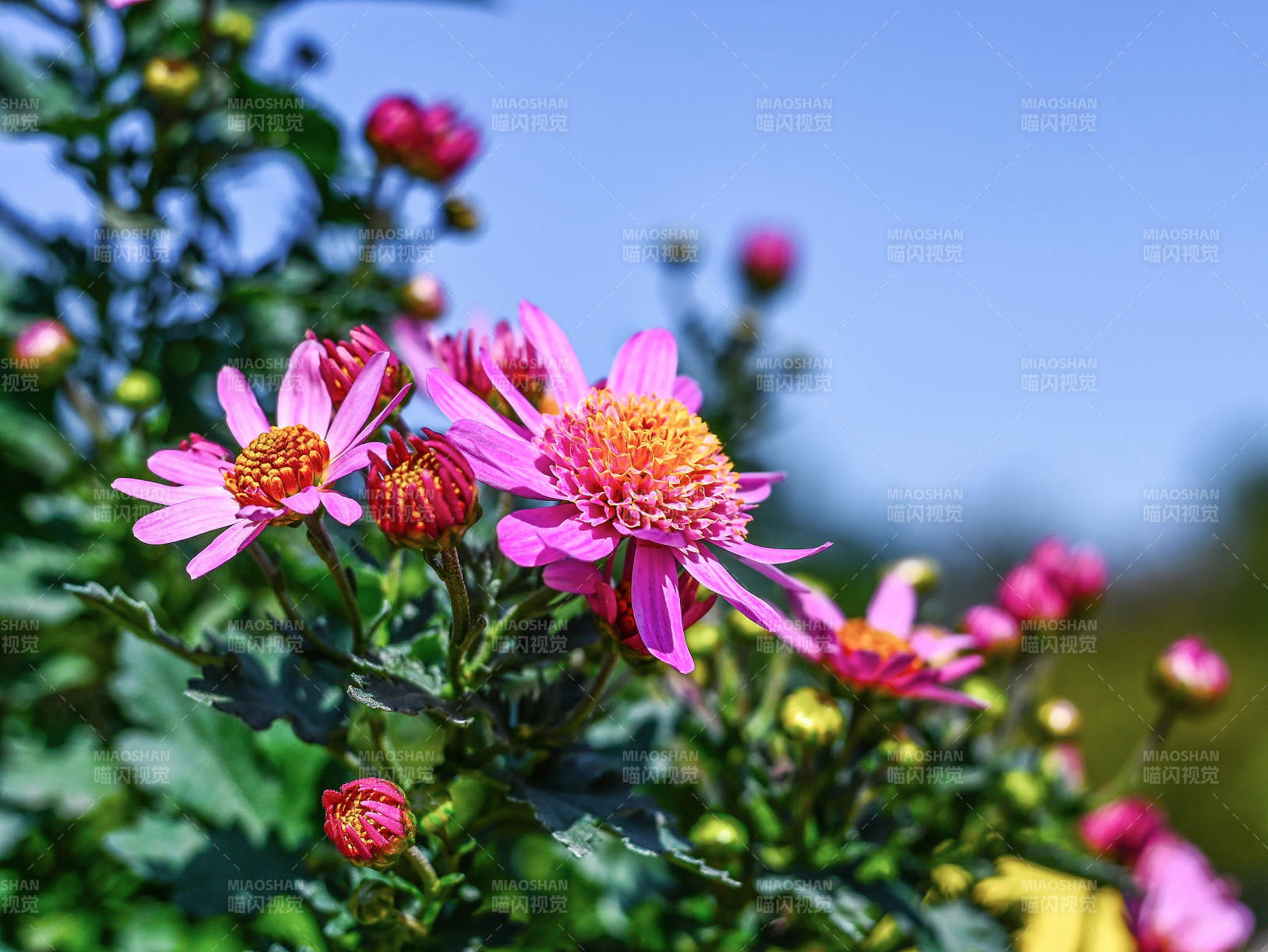 阳光下粉红菊花盛放图片