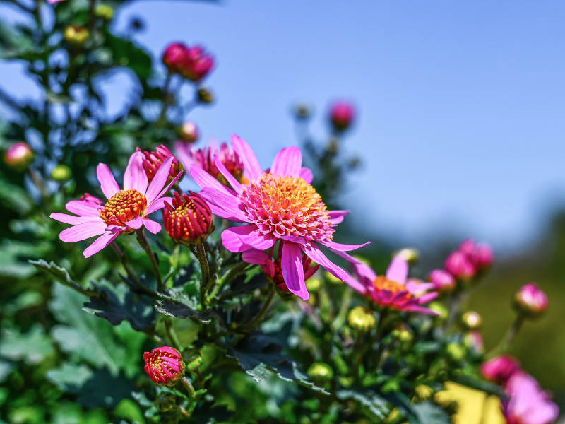 阳光下粉红菊花盛放图片