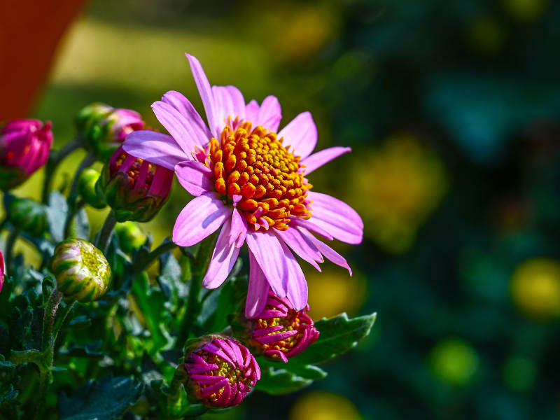 阳光下盛开的粉红菊花特写图片