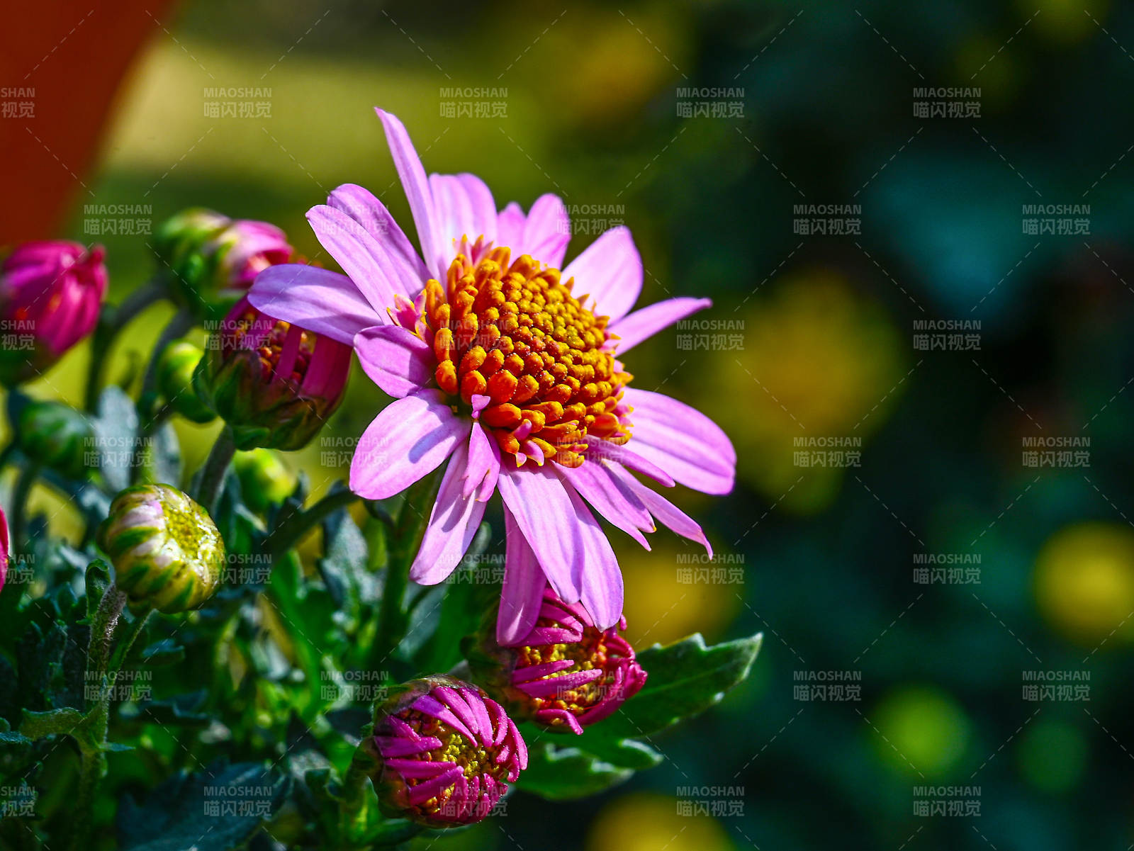 阳光下盛开的粉红菊花特写图片