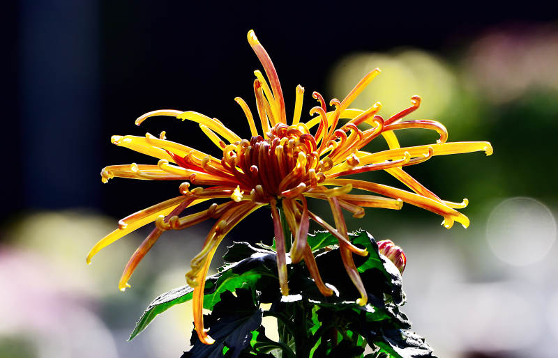 阳光下盛开的金色菊花特写图片