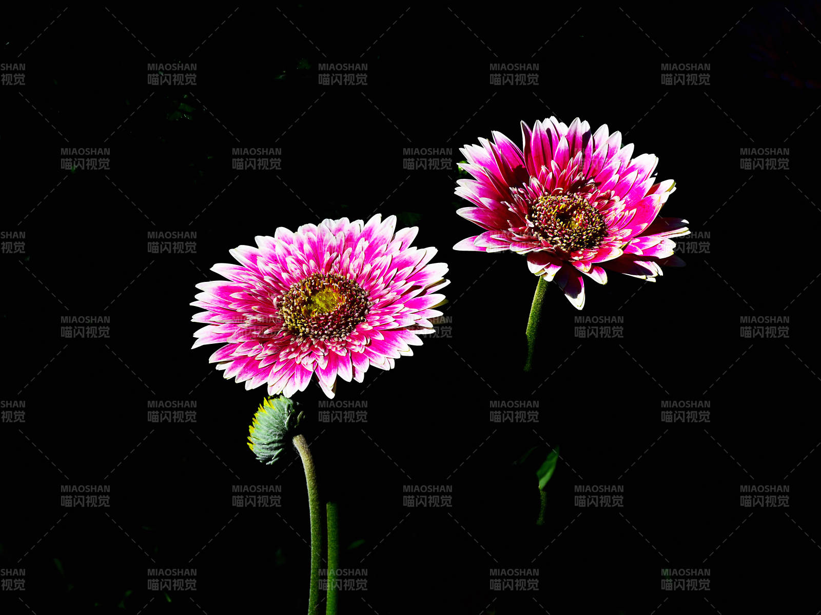 光影下粉白雏菊绽放图片