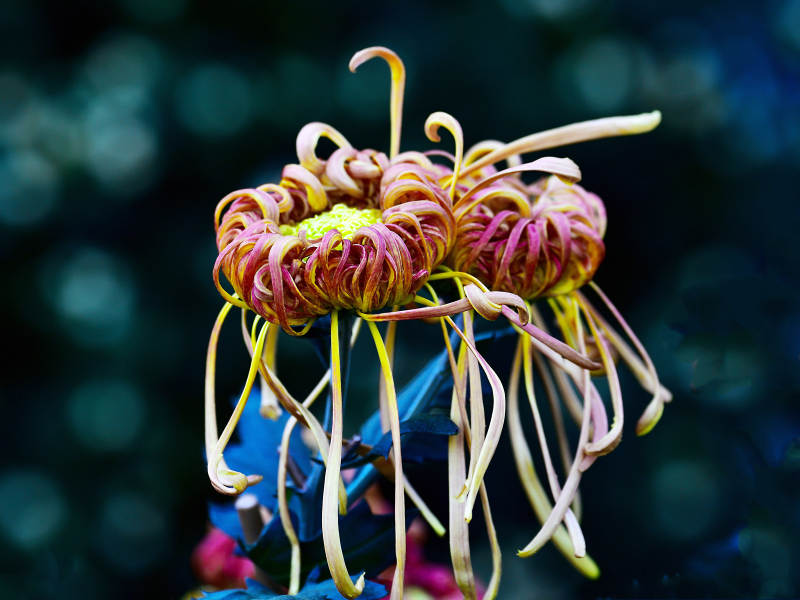 阳光下待放的菊花图片