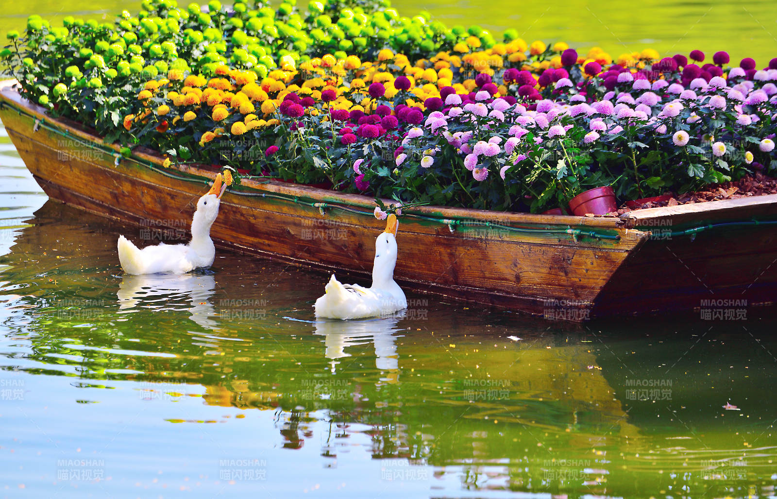 池塘里的菊花装饰船与鸭子图片