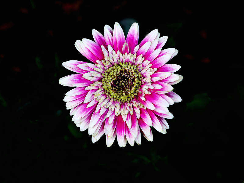 粉白雏菊绽放图片