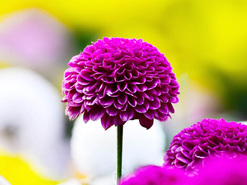 阳光下盛放的紫红色乒乓菊特写图片