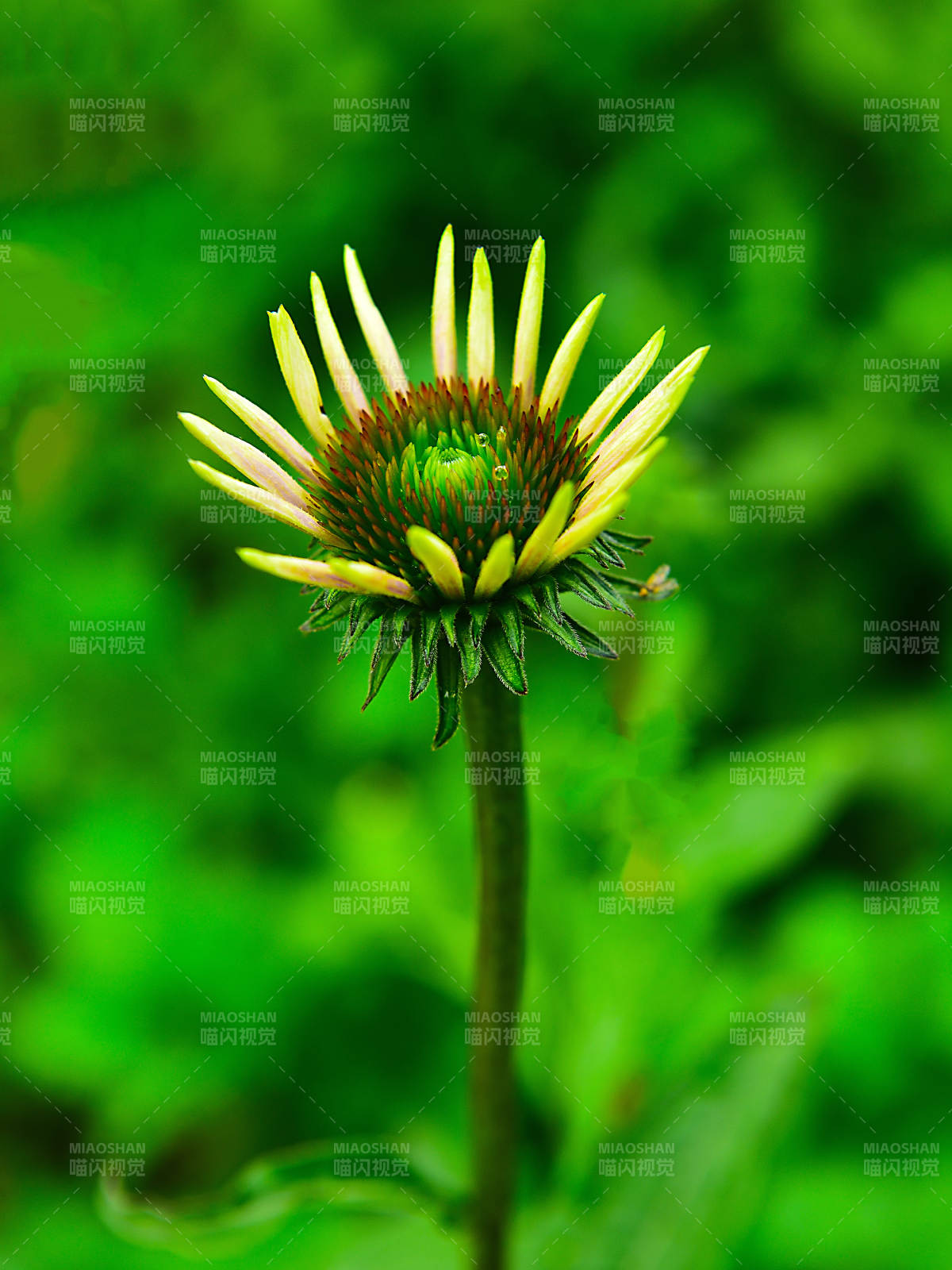 秋天初绽的松果菊花蕾特写图片