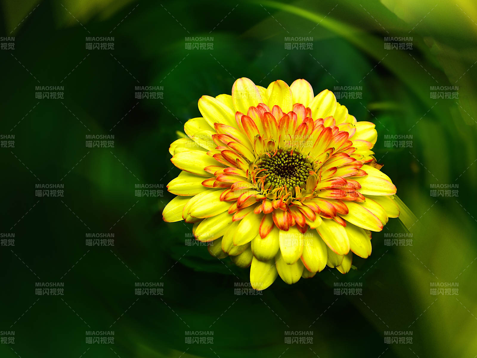 阳光下盛开的黄色花瓣红色花蕊的菊花图片