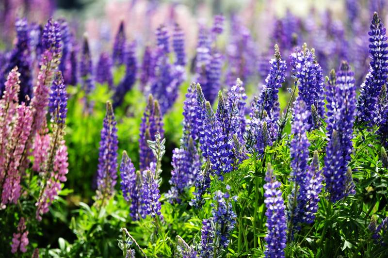 新西兰紫花盛开的田野图片