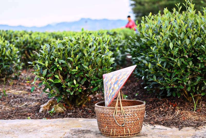 茶园竹篮与五彩斗笠图片