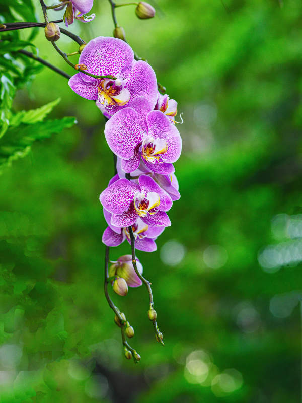盛开的紫色兰花特写图片
