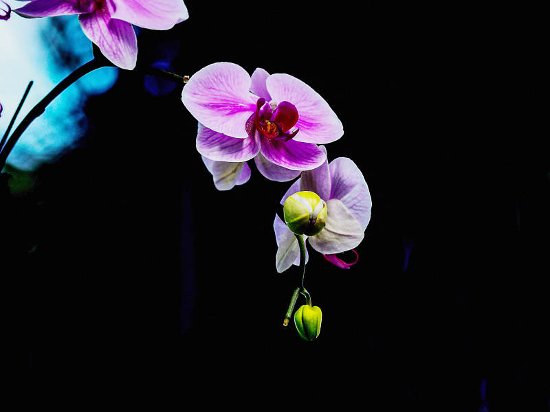 绽放的紫色兰花特写图片