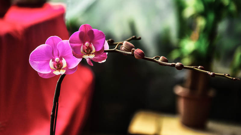 粉红兰花盛放图片