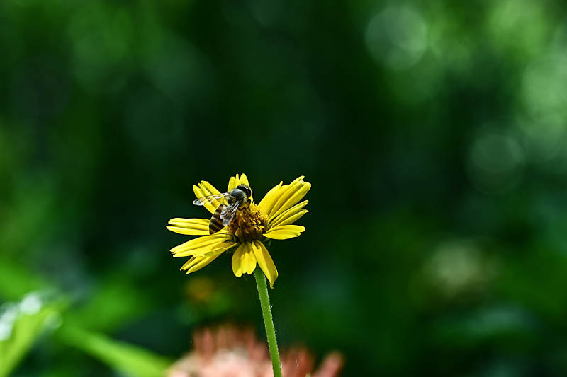 黄色野菊花花蕊上采蜜的小蜜蜂图片