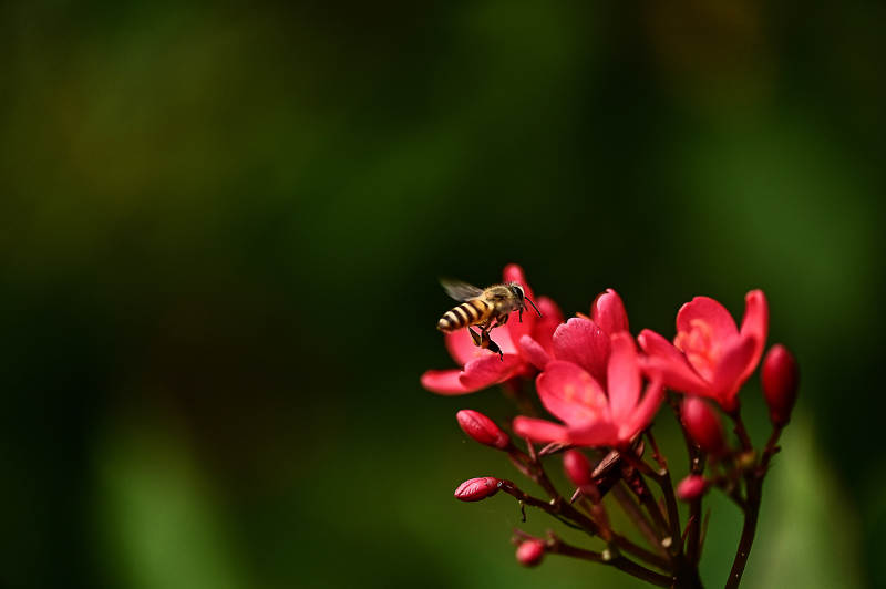 小蜜蜂与红色花朵图片