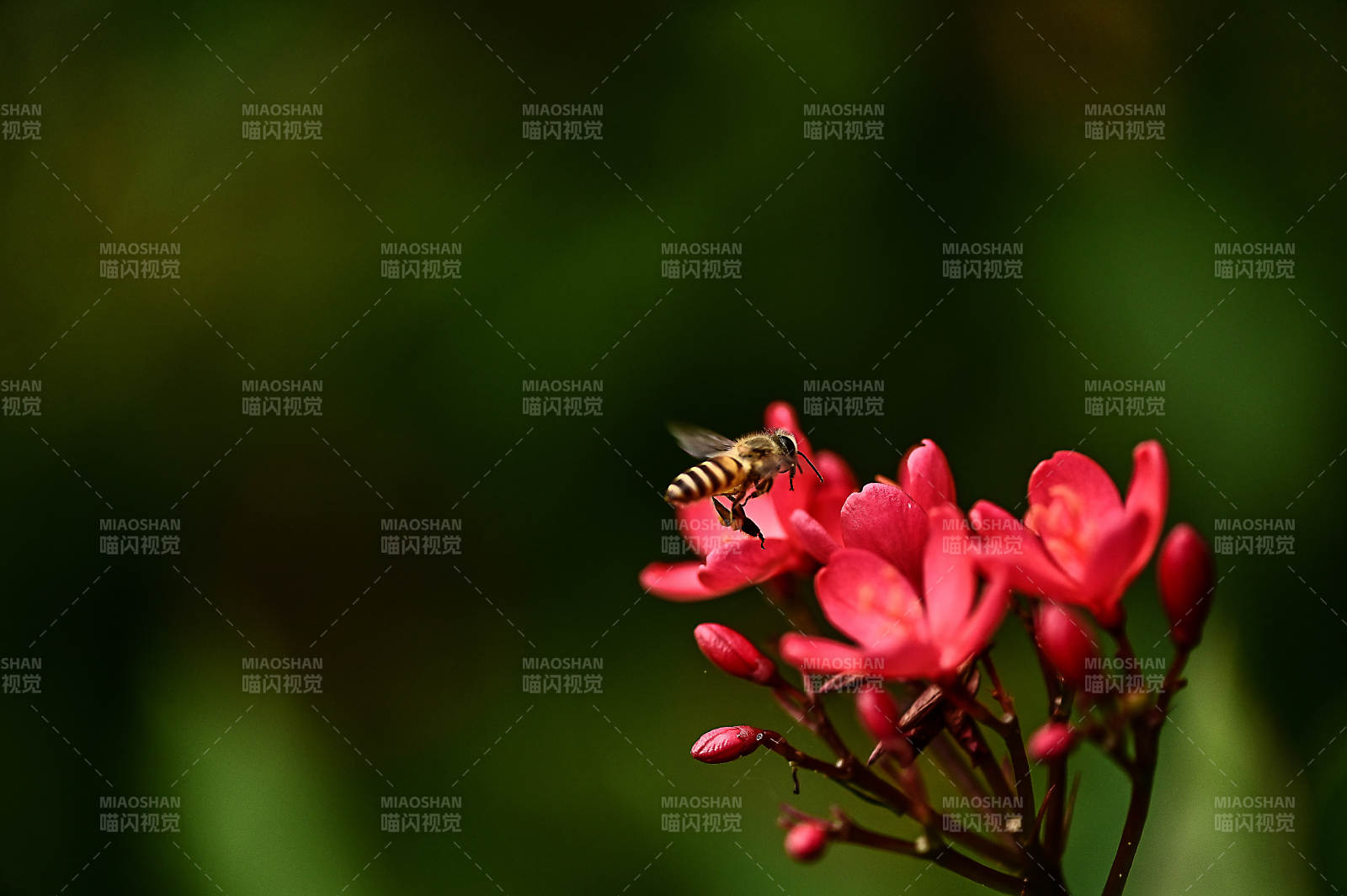 小蜜蜂与红色花朵图片