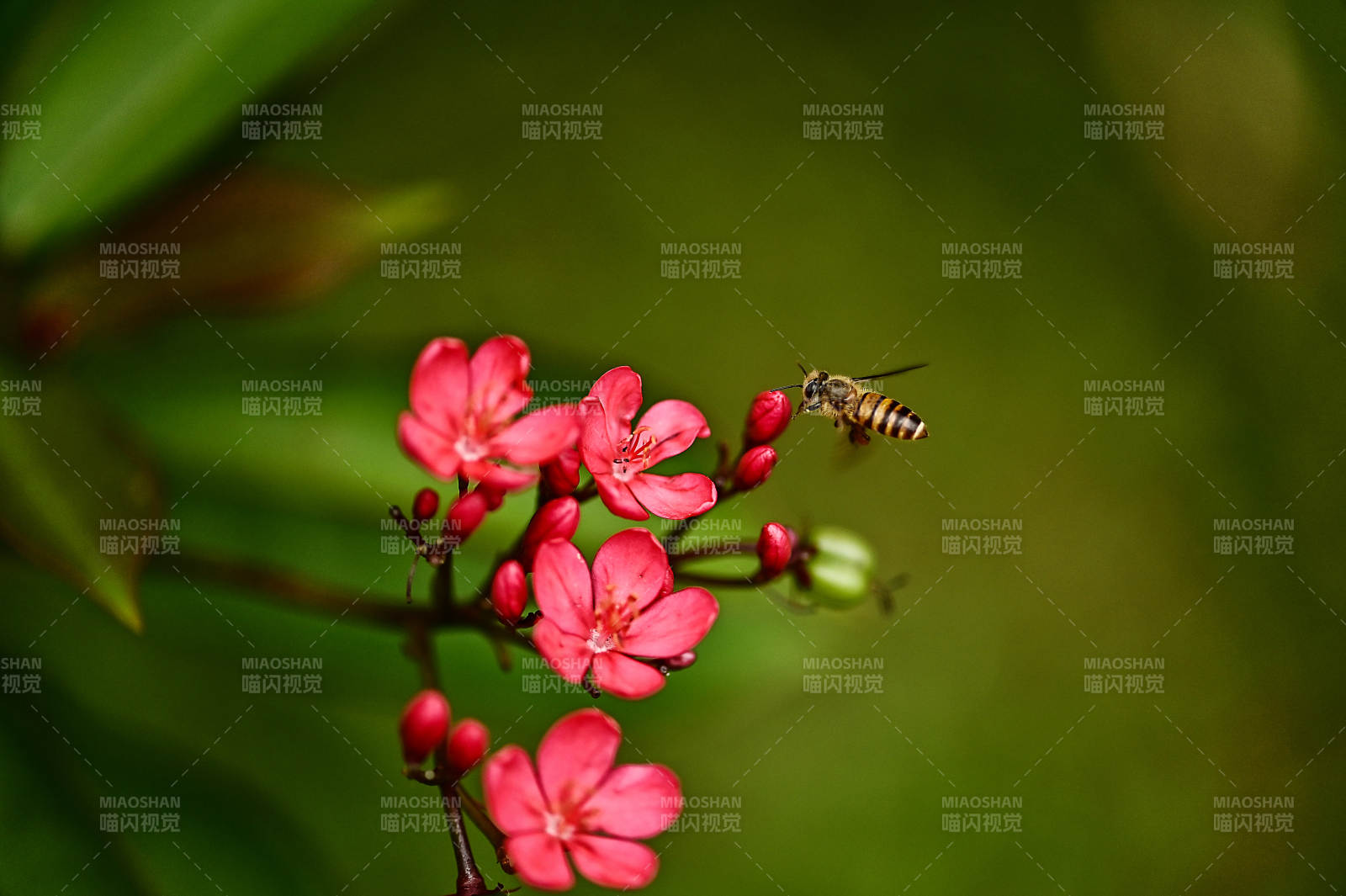小蜜蜂与红色花朵图片
