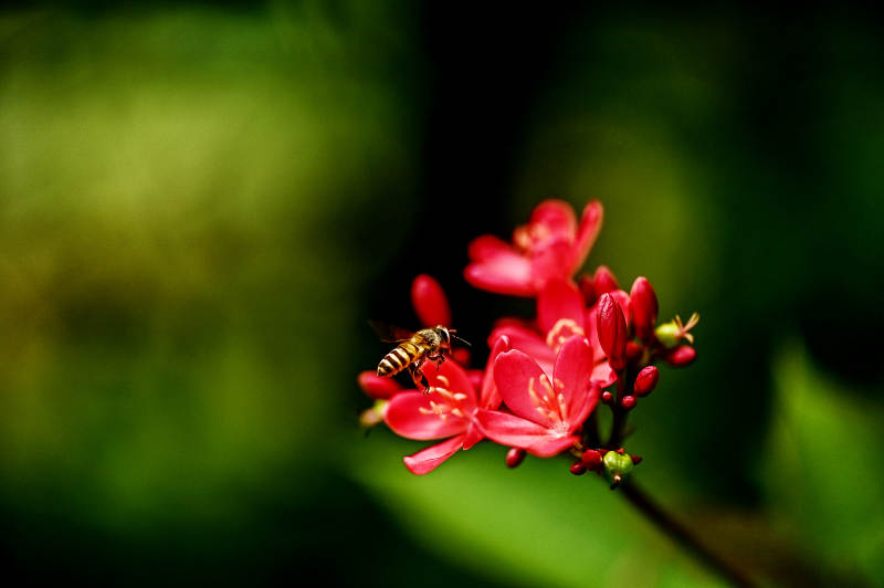 小蜜蜂与红色花朵图片