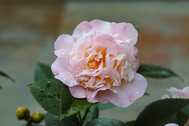 粉玫瑰绽放图片