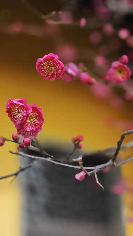 梅花绽放春意浓图片